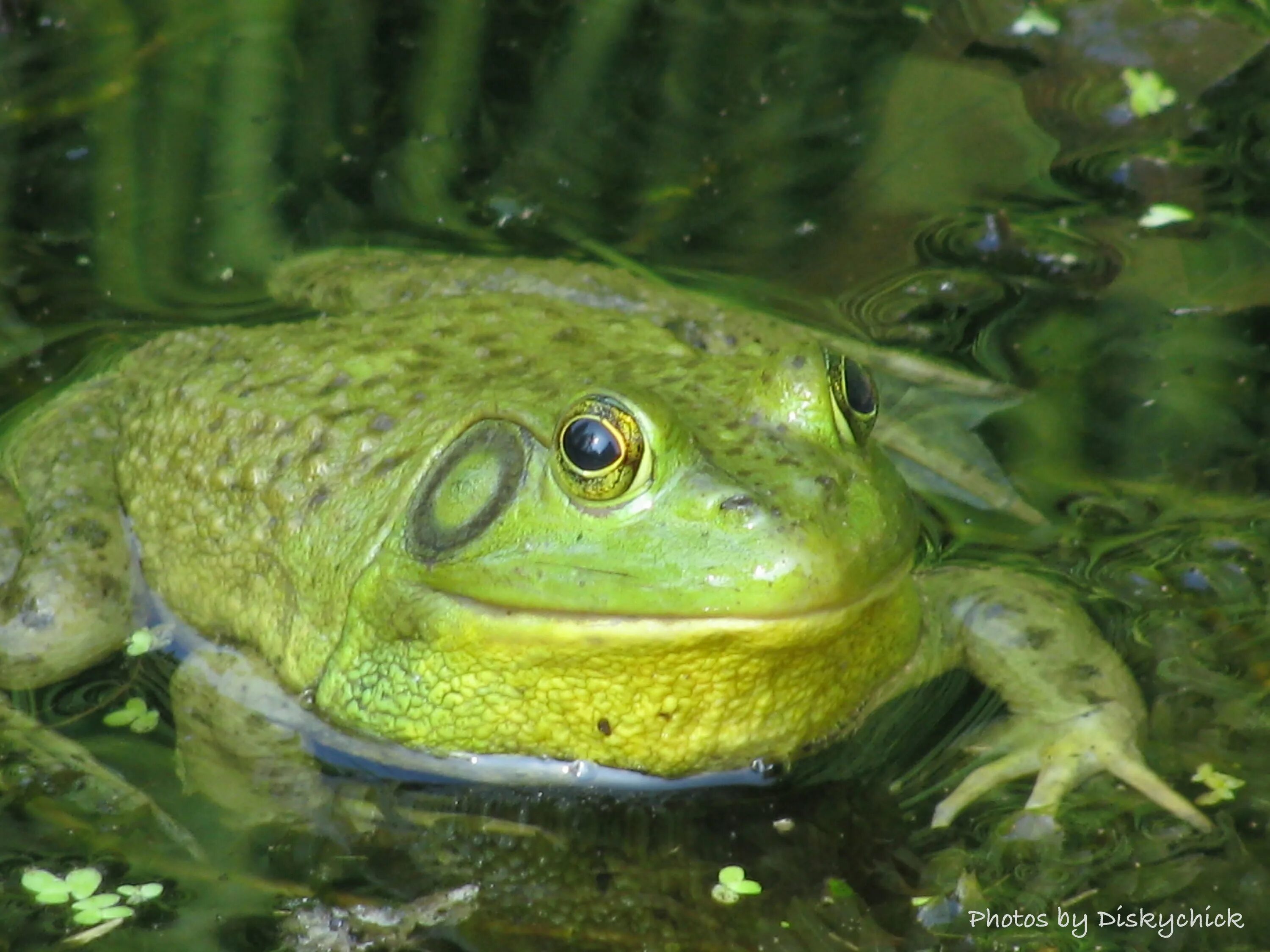 Разные лягушки. Жаба какой вид. Жаба прыткая. Дальневосточная лягушка. Жаба какой вид.