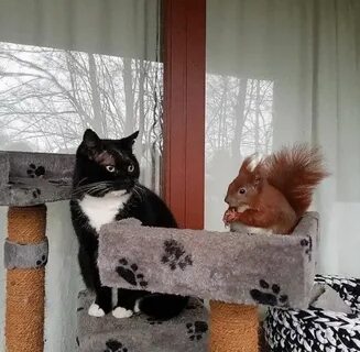 Кота белку