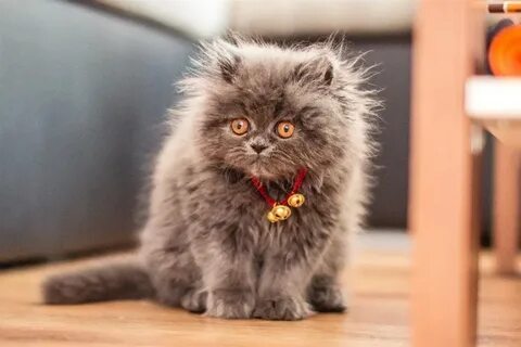 Пушистые кошечки