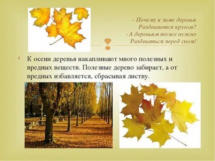Почему листья деревьев опадают