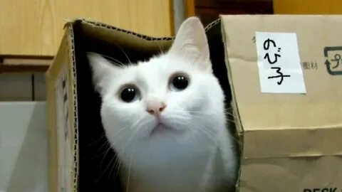 This cats me