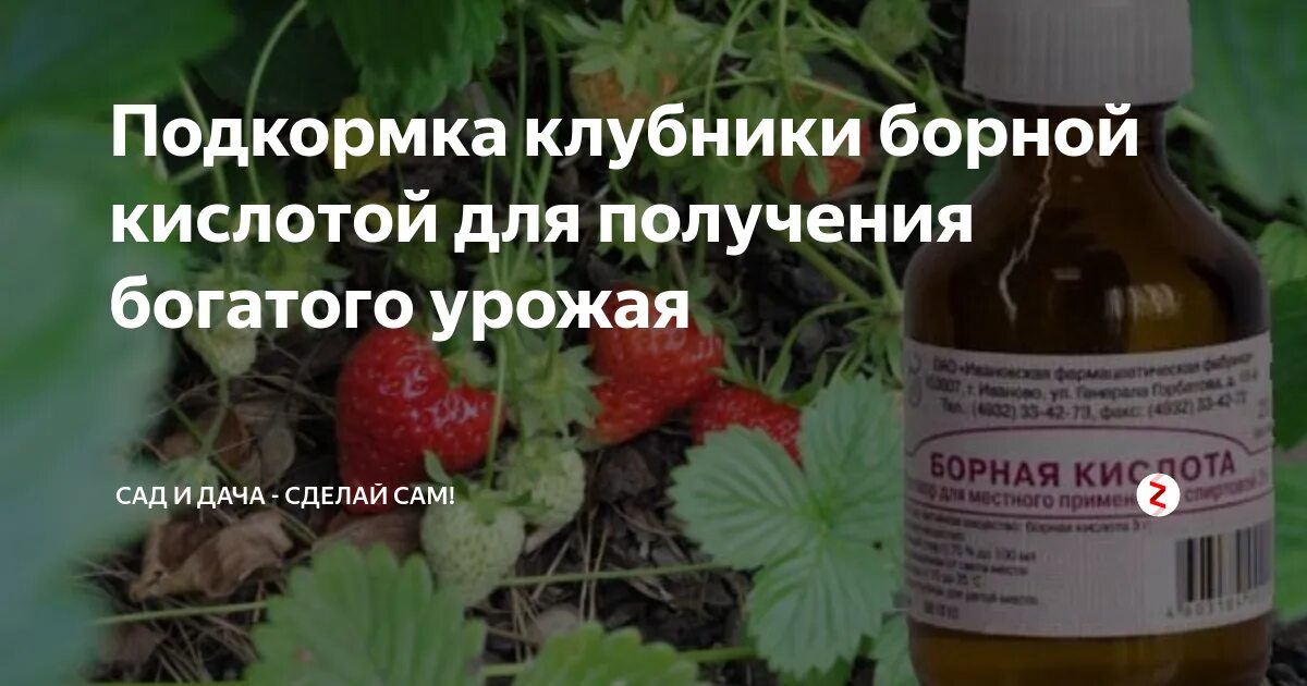 Обработка клубники йодом. Подкормка клубники борной кислотой. Янтарная кислота для клубники. Борная кислота удобрение для клубники. Полить клубнику борной кислотой.