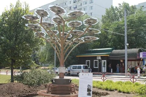Территория дерева