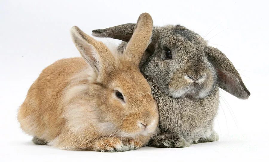 Английский кролики 2 2. Два кролика. Два зайца. Пара зайчиков. Кролики парочка.