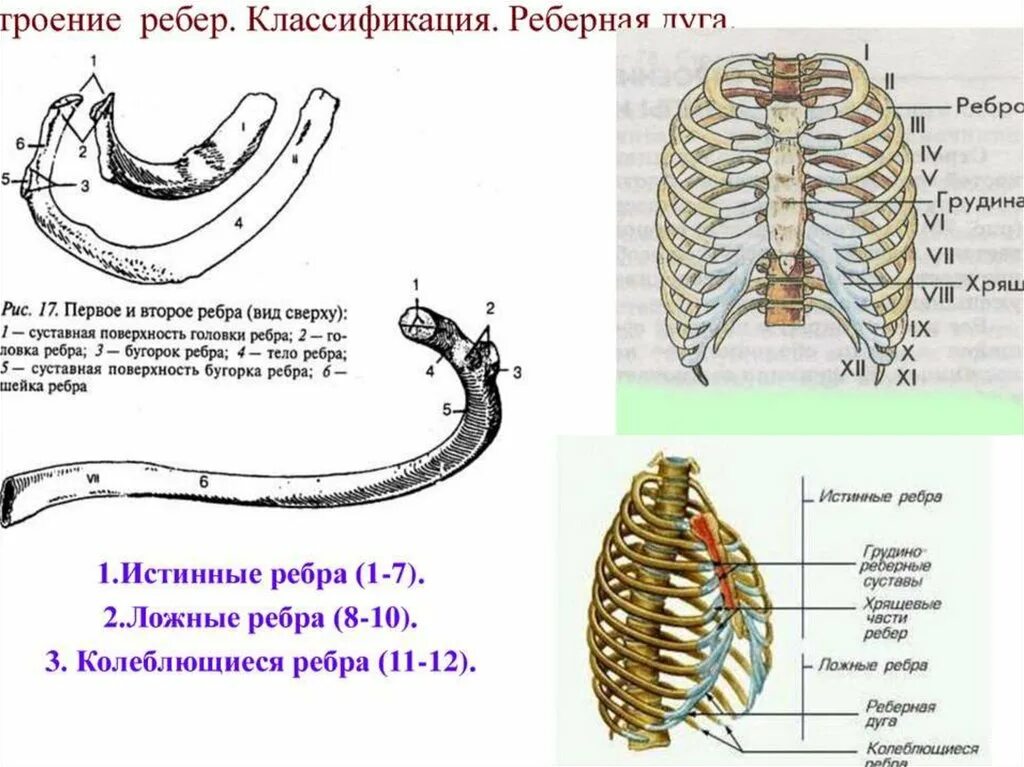 Сколько строение. Реберная дуга анатомия человека. строение грудной клетки истинные ложные ребра. анатомическое строение ребра. грудная клетка реберная дуга скелет.