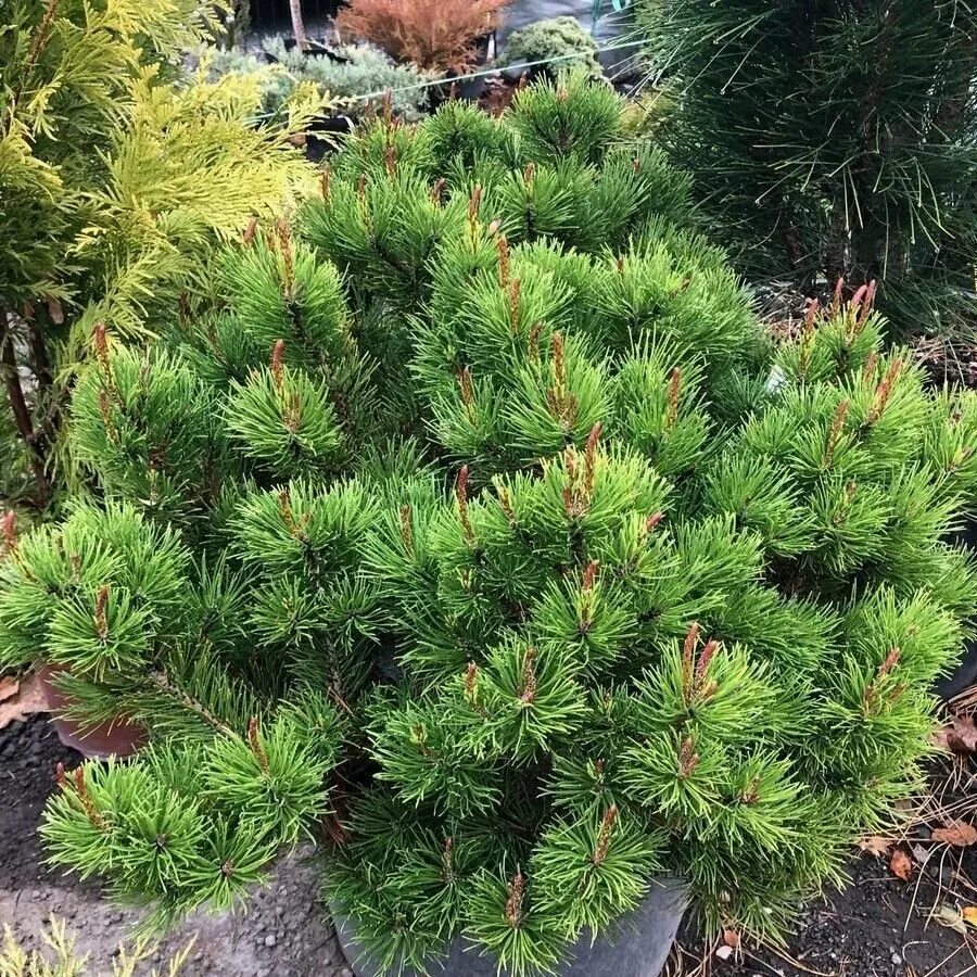 сосна горная из семян. сосна горная mughus. горная сосна размножение семенами. семена горной сосны. семена пинии.