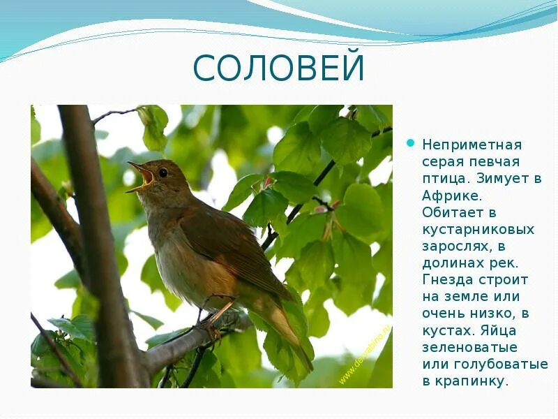 Куда улетают птицы на зиму. Куда улетают соловьи. Птицы поют. Куда улетают перелетные птицы на зиму. Соловей птица.