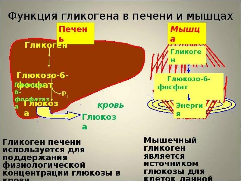 Гликоген образуется в печени. Гликоген в печени и мыш. Гликоген в печени и мышцах. Глиеогне в печени и в мышца х. Роль гликогена в печени.