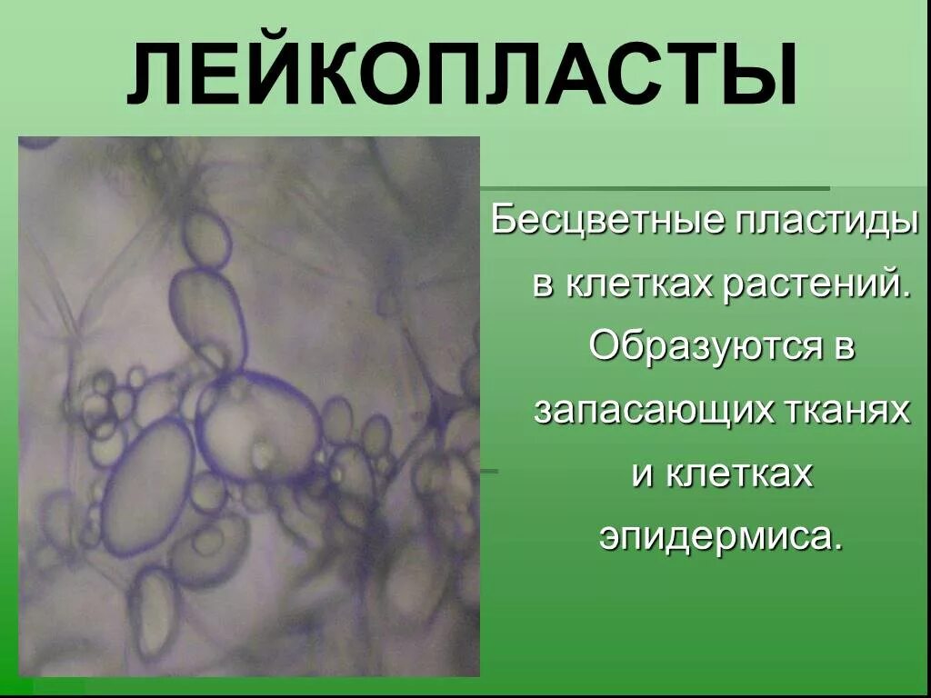 Лейкопласты в растительной клетке. Лейкопласты в растительной клетке рисунок.