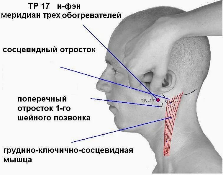 Ломит кости болит голова. Мастоидит сосцевидного отростка. Сосцевидный отросток височной кости. Строение уха сосцевидный отросток. Сосцевидный отросток ушной раковины.