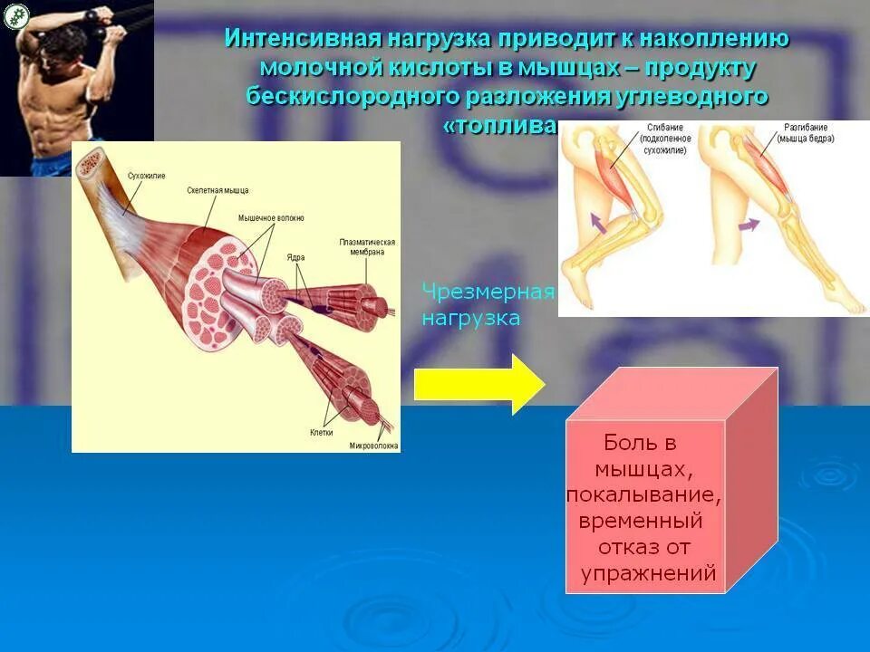 Почему накапливается молочная кислота. Молочная кислота в мышцах. молочная кислота в мышха. молочная кислота образующаяся в мышцах. образование молочной кислоты в мышцах.