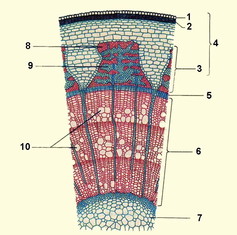Какую функцию выполняет ткань камбий. Строение стебля липы поперечный срез. Анатомическое строение стебля древесных растений. Поперечный срез стебля древесного растения строение. Строение стебля древесина Луб.