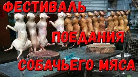 Запретили есть собак