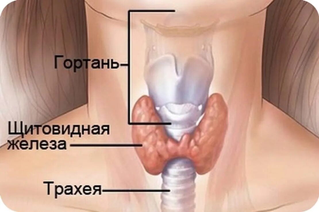 Где щитовидная железа у женщин