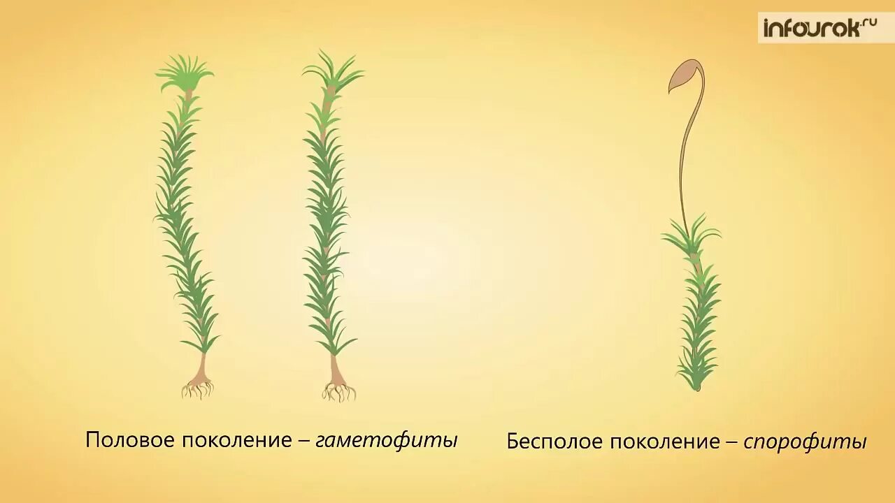 Половое поколение представлено. Бесполое поколение моховидных растений. Кукушкин лен бесполое поколение. Половое поколение кукушкиного льна. Кукушкин лен спорофит и гаметофит.