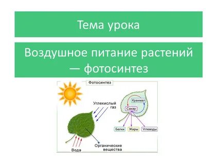 Питание растений в процессе фотосинтеза растения