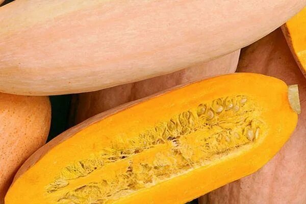 Candy Roaster North Georgia Pumpkin - Squash - 5+ seeds - LONG and TASTY! C 025 