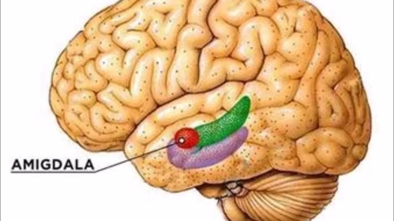 Brain h. Доска мозг. Amigdala Bobs. What is Amygdala. Corpus amygdaloideum.