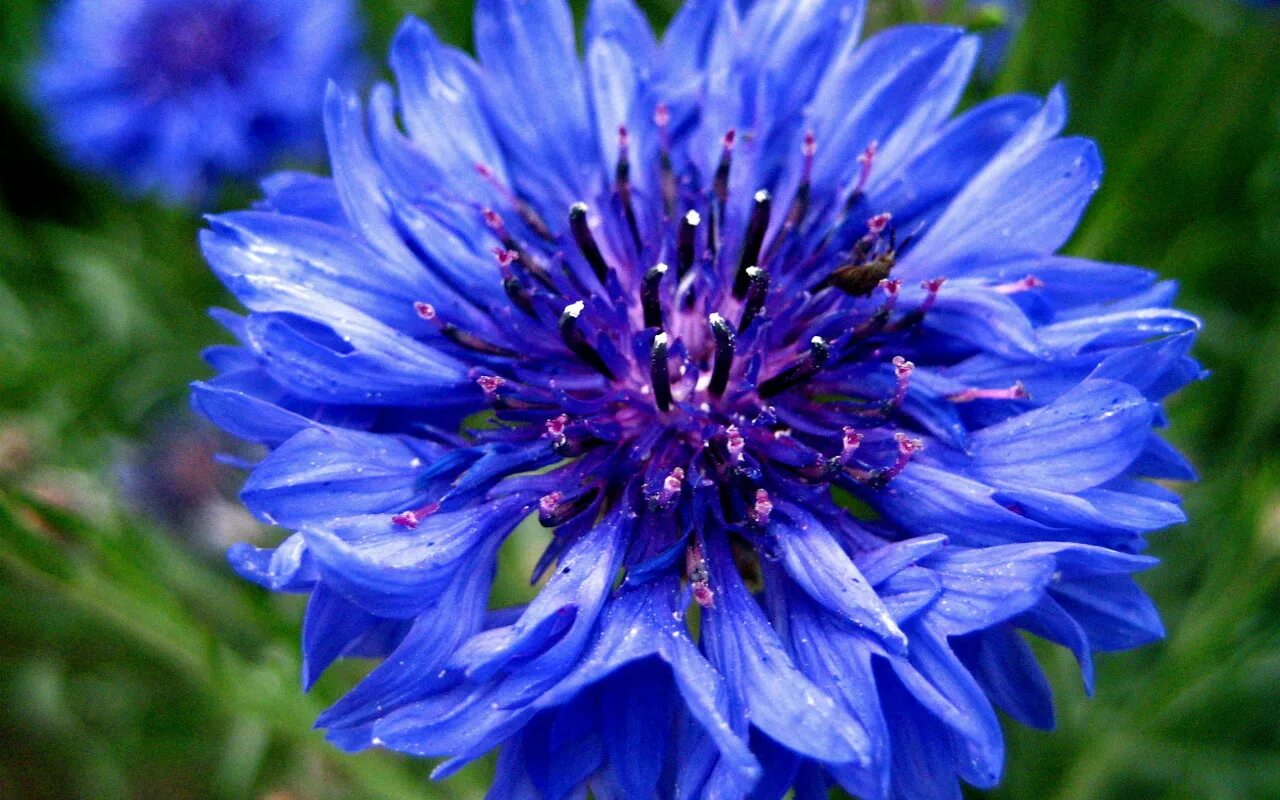 Окраска василька. Василек Волошка. Василек синий (Centaurea cyanus). Василек полевой. Василек левкоелистный.