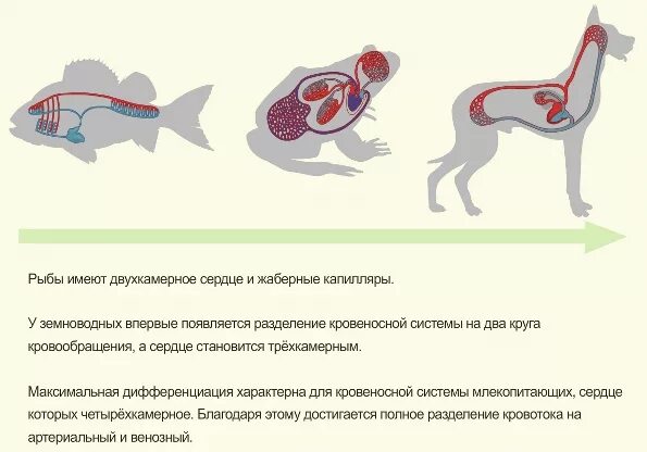 строение сердца и кровеносной системы птиц. строение сердца птиц и млекопитающих. схема кровообращения рептилий. четырёхкамерное сердце имеют кто. кровеносная система птиц.