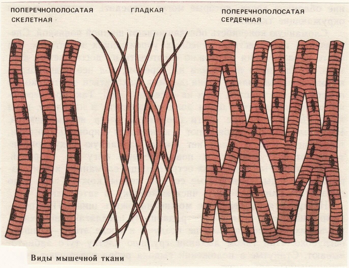 Поперечно-полосатая Скелетная мышечная ткань. Поперечнополосатая Скелетная мышечная ткань строение. Поперечно исчерченная Скелетная мышечная ткань. Исчерченная поперечно полосатая Скелетная мышечная ткань. Сердечная мышечная ткань рисунок