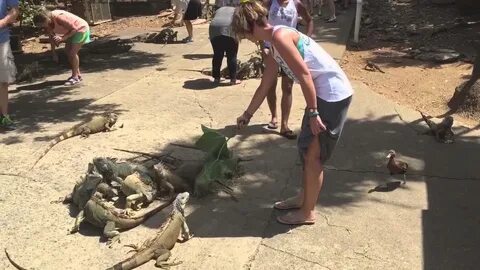 Нападает внезапно