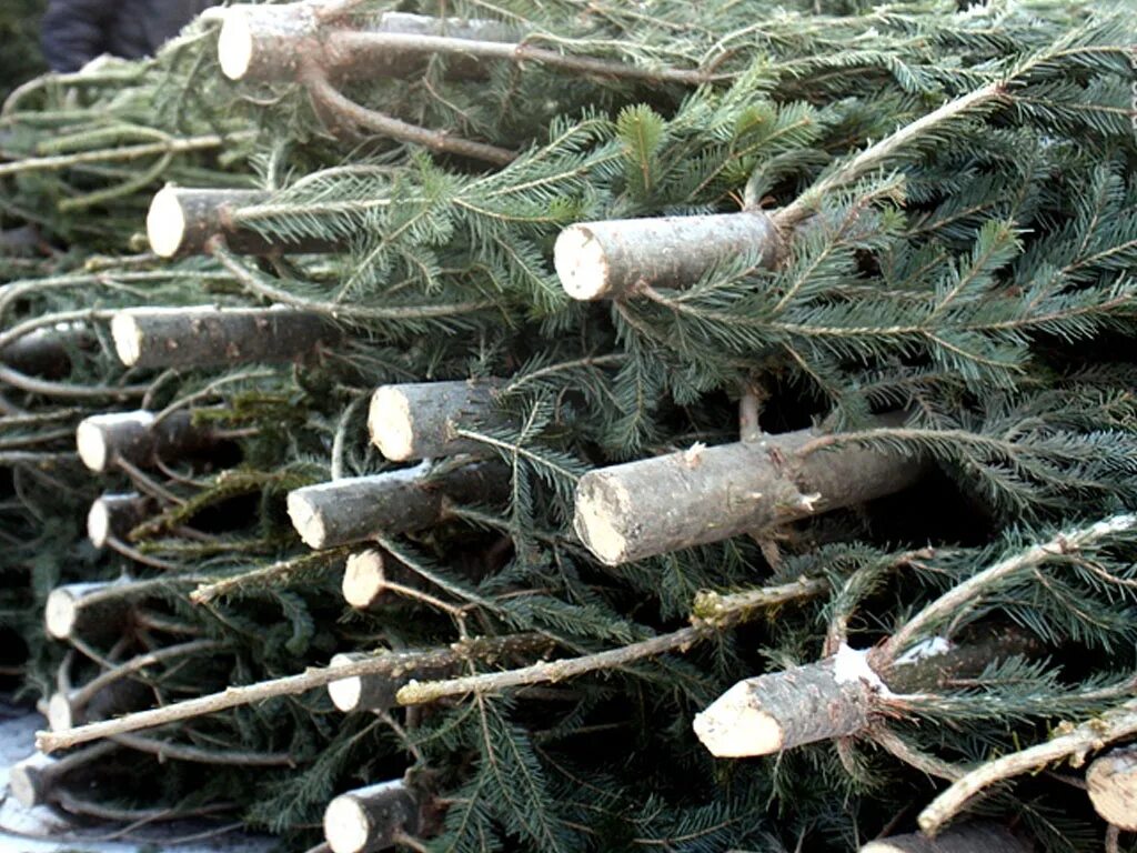 Рубка елей. Ели вырубка. Срубленная ель. Срубить елку. Рубка елок.