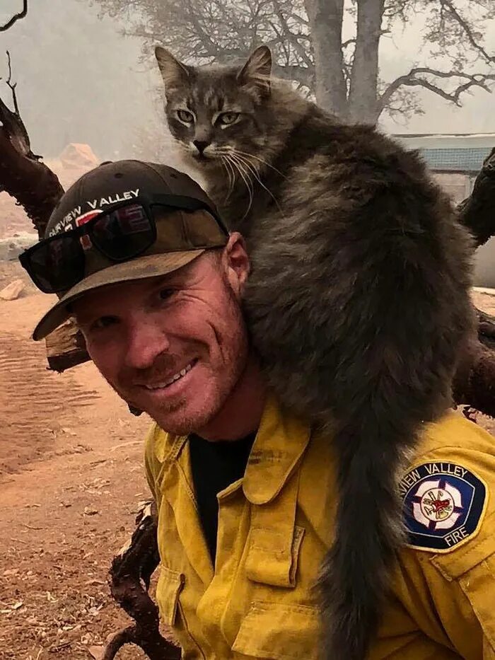 Пожарный спасает кота. Пожарный спас кошку. Кот пожарник. Пожарные спасли котов. Кошечки спасают