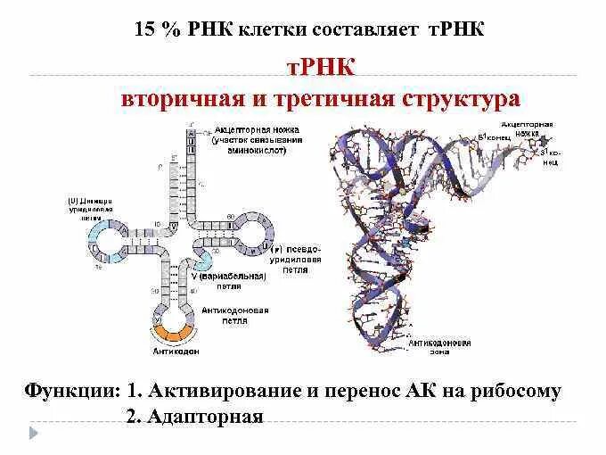 Первичная вторичная и третичная структура ТРНК. Вторичная структура РНК биохимия. Третичная структура т РНК. Связи стабилизирующие вторичную структуру РНК.