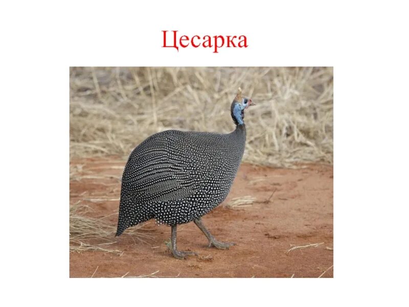 Цесарка птица. Цесарка описание породы. Цесарка вес. Цесарка вес. Цесарки вес взрослой.