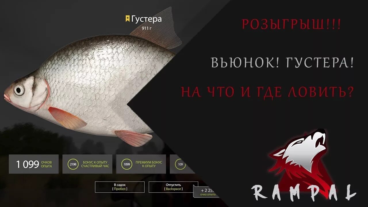 Бойлы рр4. Густера рр4. Линь золотистый рр4. Густера рр4. Густера трофей рр4.
