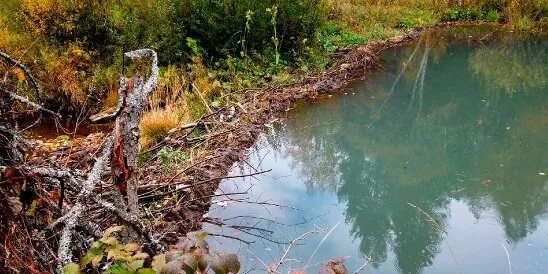 Бобры перегородили реку. Бобры перекрыли реку. Дерево поваленное бобром. Перегородили реку плотиной. Речка перегорожена наполненная чашка сосредоточенный