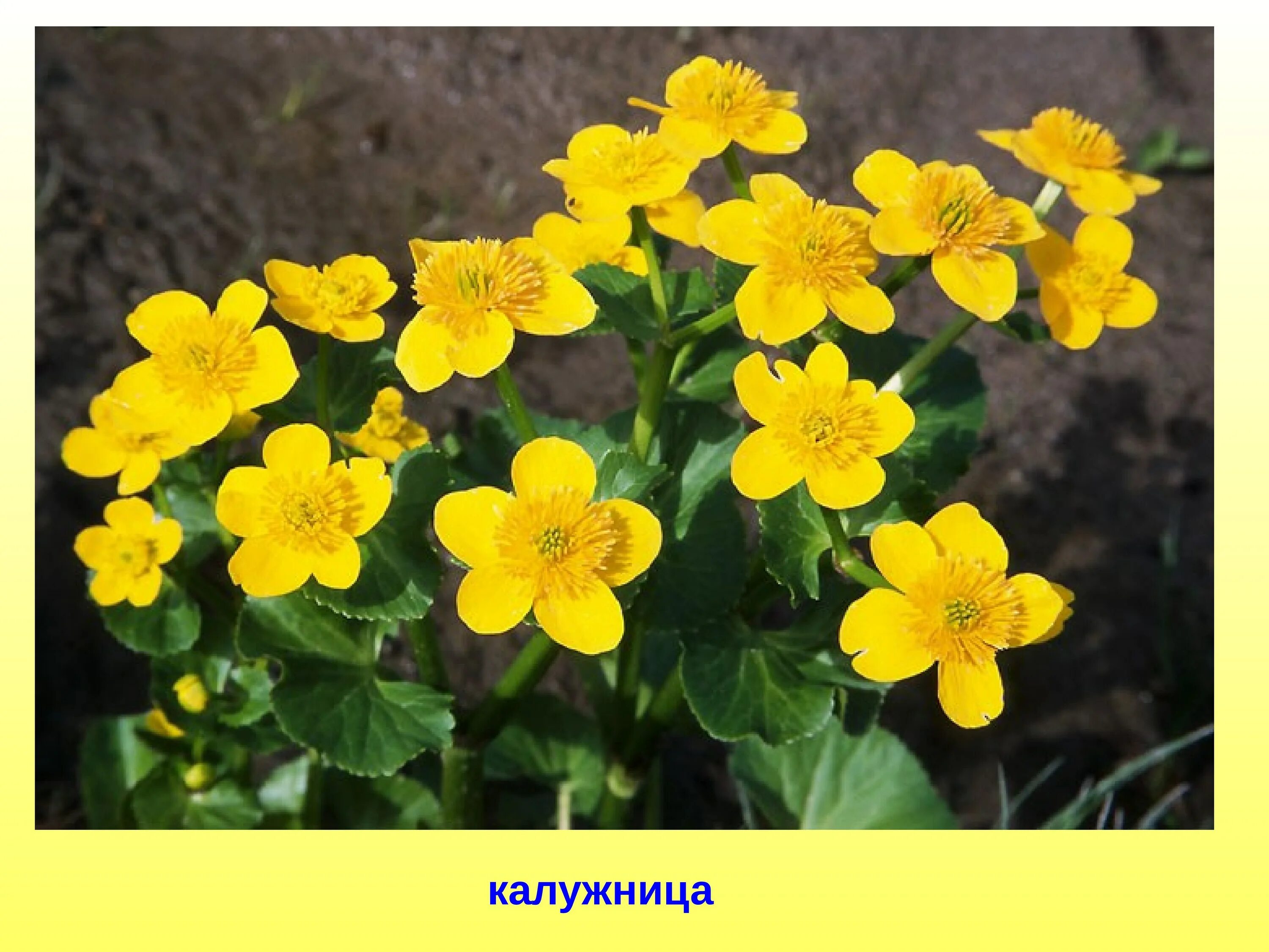 Как называются желтые цветы которые растут. Калужница болотная. калужница болотная (caltha palustris). лютик калужница. первоцветы калужница болотная.