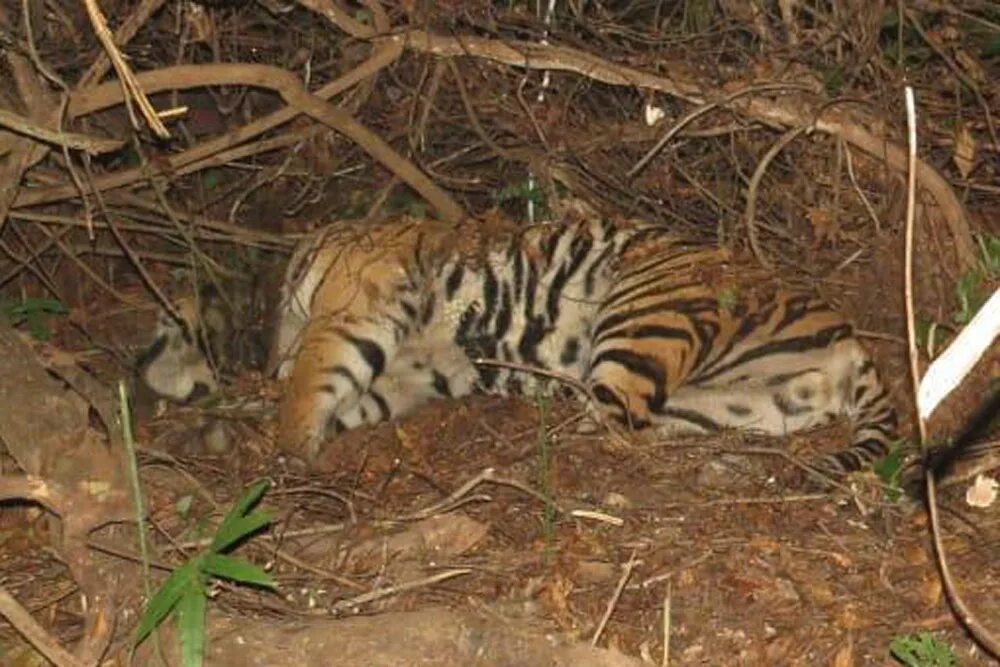 Dead tiger. Амурский тигр и человек. Dead tiger. Шкура тигра тайланд. Беременная самка тигра.