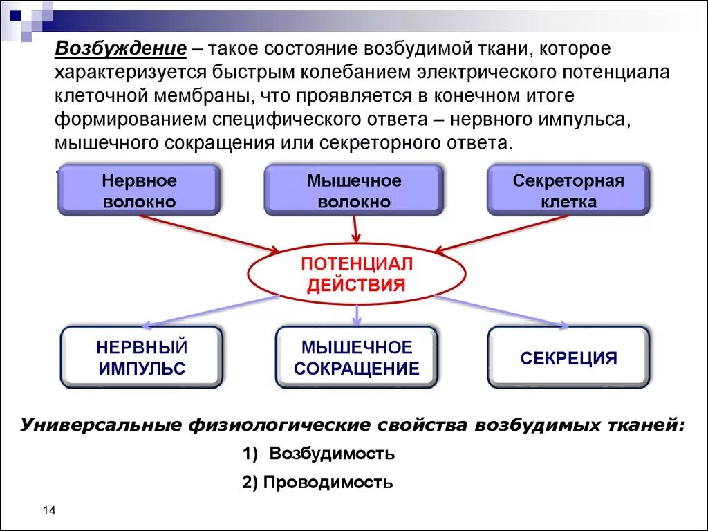 Основные состояния возбудимых тканей. Состояния возбудимых тканей физиология. Характеристика основных состояний возбудимой ткани. Физиологические свойства возбудимых клеток.