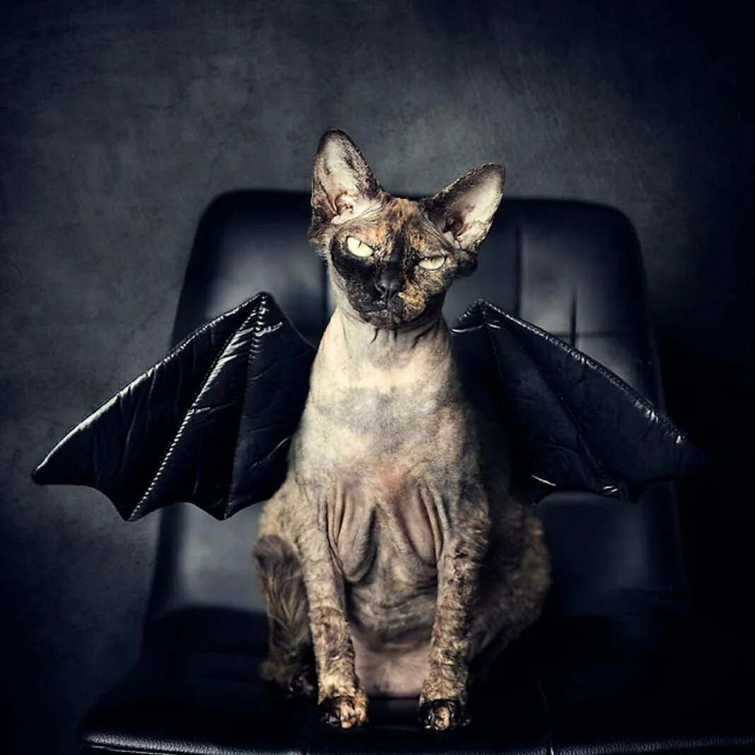 Смайл дог и смайл кэт крипипаста. Алиса в зазеркалье чеширский кот. Кот паук. Включи жуткий кот. Включи жуткий кот.