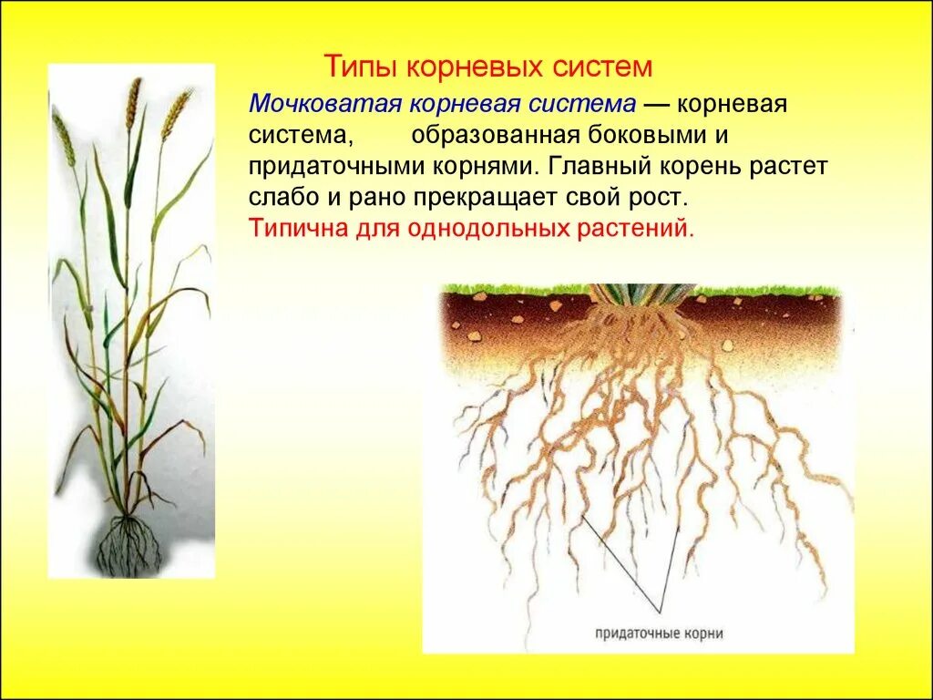 Корень образует листья. Корневая мокроватая система растения. Корневые и мочковатые корни растений. Стержневая и мочковатая система корня. Растения с мочковатой корневой системой.