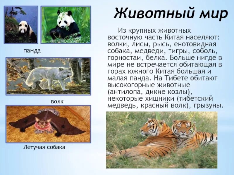 Животные Китая презентация. Доклад по окружающему миру 2 класс Китай. Животный мир Китая кратко.