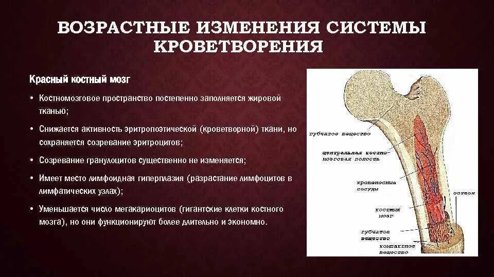 Возрастные изменения функций. Возрастные изменения кроветворной системы. Трубчатая кость с костным мозгом. Возрастные изменения красного костного мозга гистология. Красный костный мозг Афо.