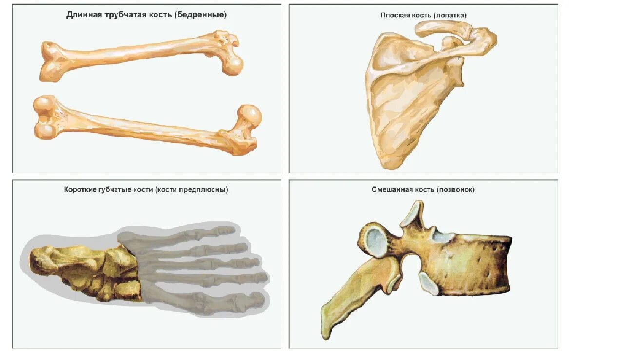 Скелет человека трубчатые кости. Типы костей губчатые трубчатые. Кости трубчатые губчатые плоские смешанные. Трубчатые губчатые и плоские кости 8 класс. Строение губчатой кости 8 класс.