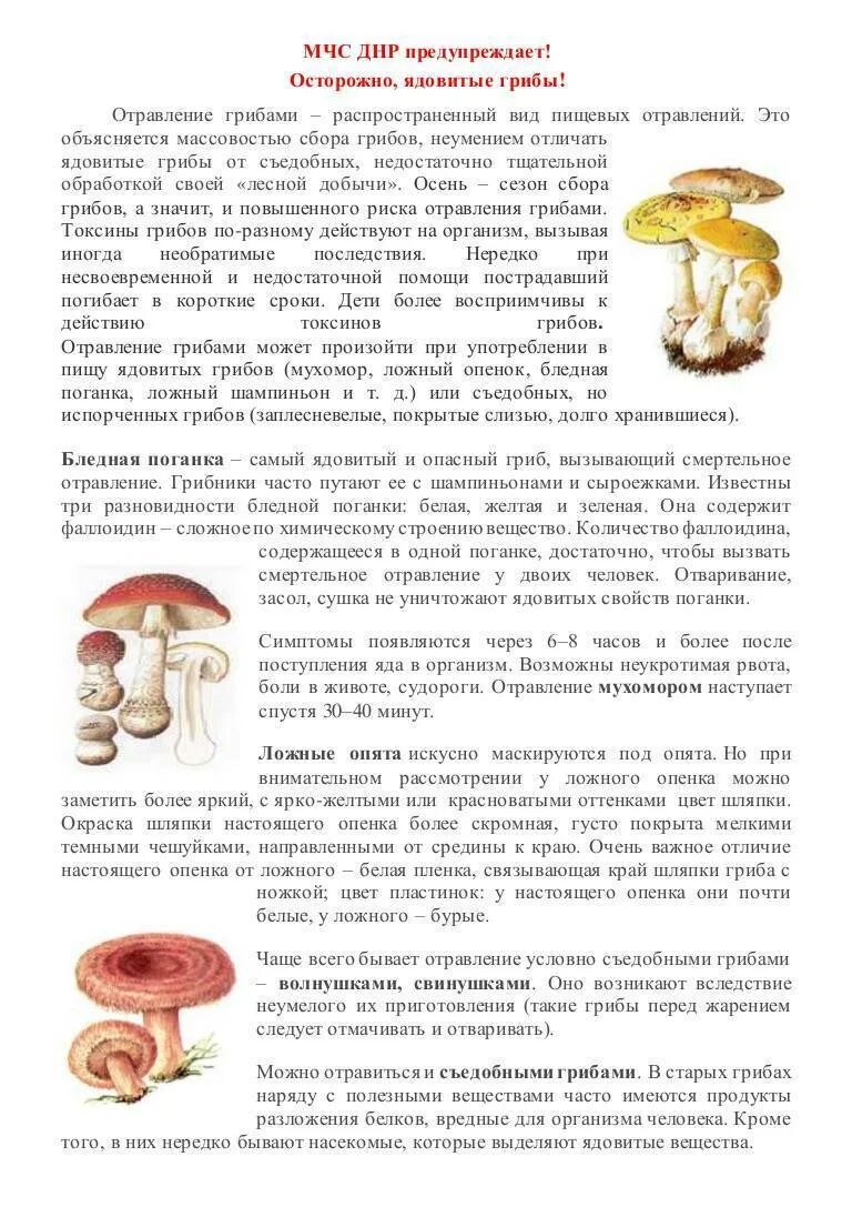 С какого возраста детям можно есть грибы. Памятка о ядовитых грибах 8 класс. памятка съедобные и ядовитые грибы. памятка отравление ядовитыми грибами.