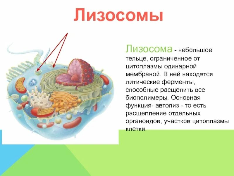 Структура лизосомы клетки. Клеточные органоиды лизосомы. Строение растительной клетки лизосомы. 7 лизосомы