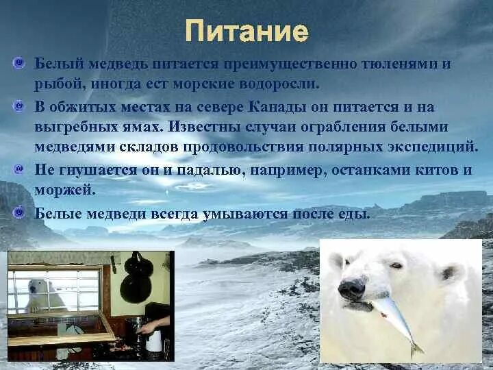 Медведь тип питания. Описание медведя. Бурый медведь на кавказе. Медведь тип питания. Медведь тип питания.