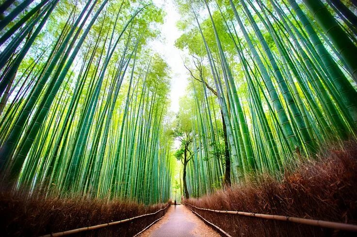 Leslie Taylor (@lestaylorphoto) Japanese Dreams Arashiyama, Kyoto Bamboo forest 