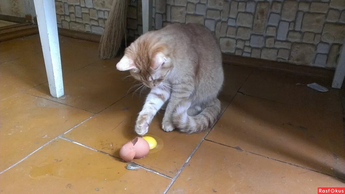 Можно коту яйцо