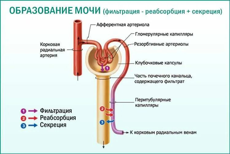 Моча начала пахнуть. Механизм образования мочи. Причины образования мочи. Механизм образования мочи у детей. Схема процесса мочеобразования.