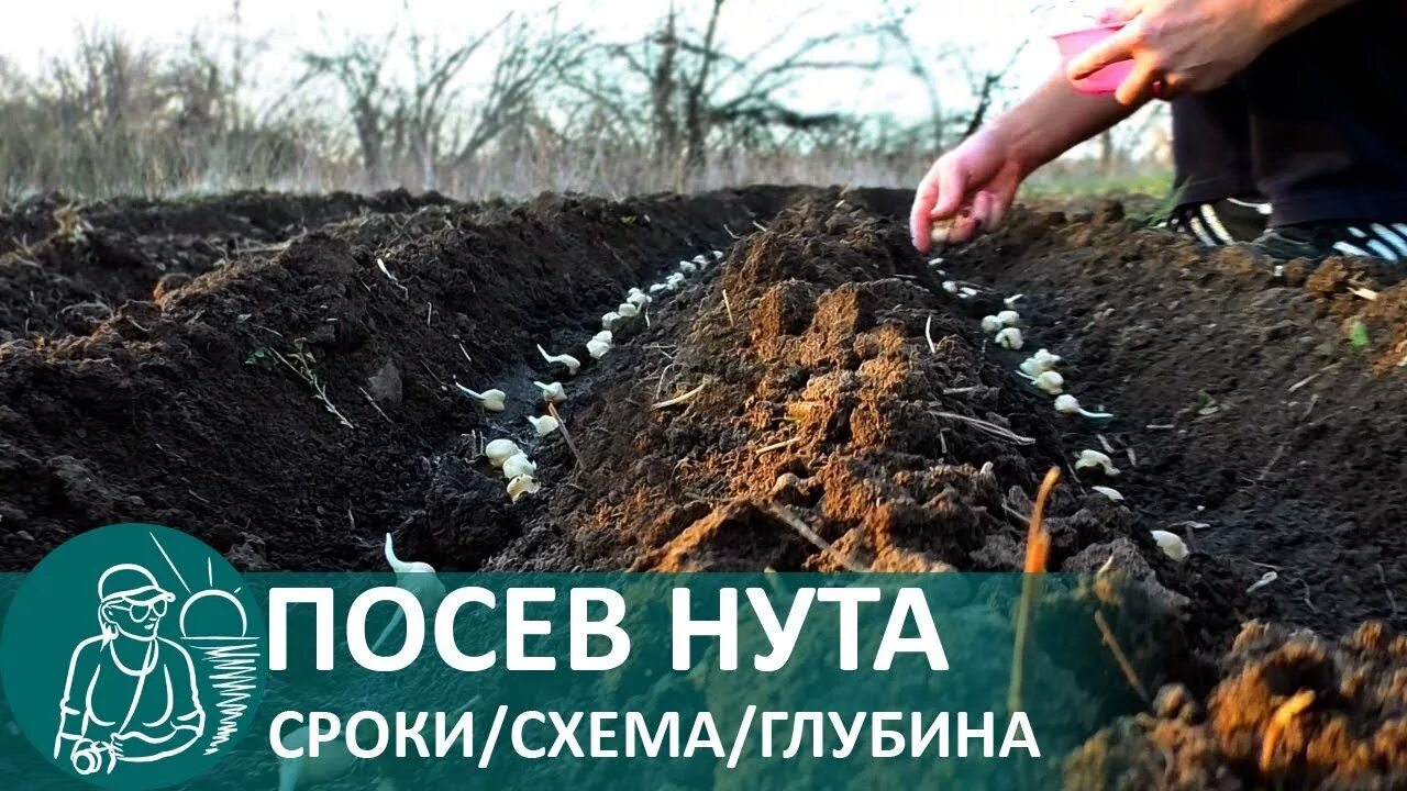 Высева нута. Посевы нута. посадка нута. нут семена для посадки. технология возделывания нута.