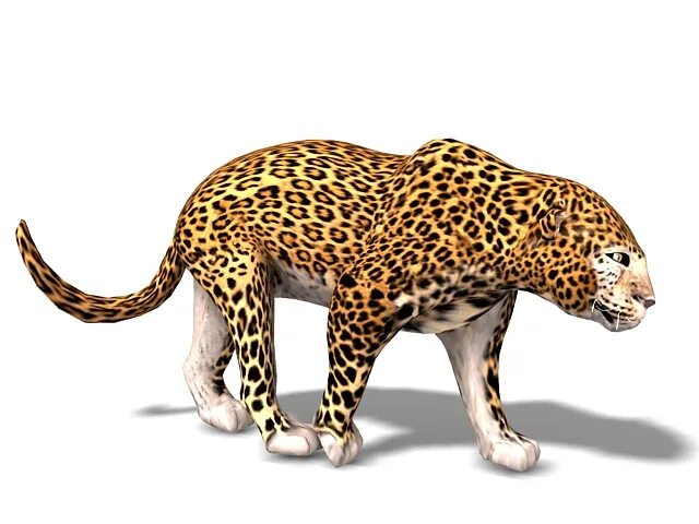 Леопард макс. Леопард 3д модель. леопард 3д. леопард животное 3d модель. звери 3d.