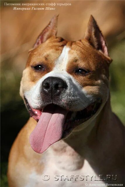 Империал стафф. Imperial staff. Империал стафф. Империал стафф. Империал стафф.