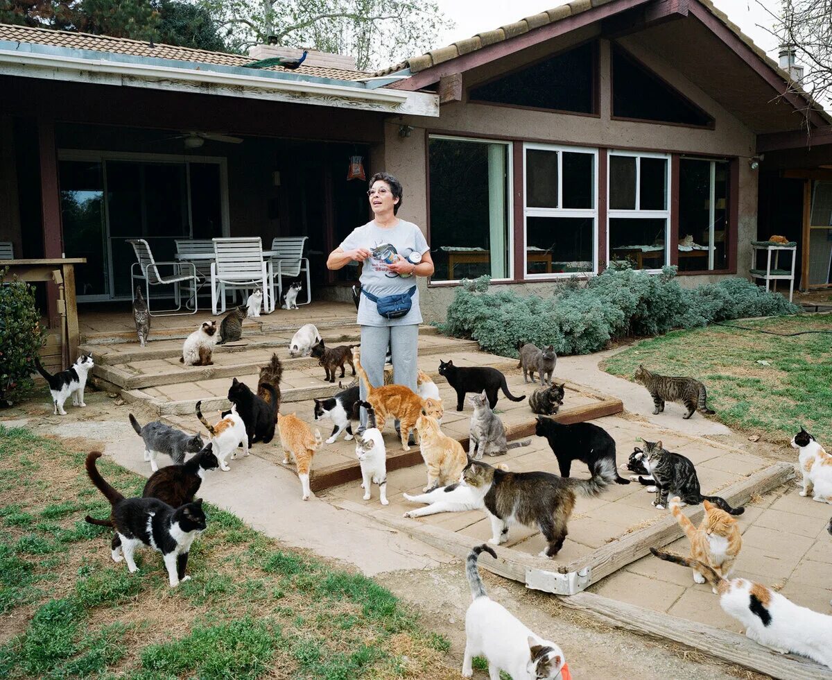 Как найти хозяина дома. Приют для кошек Кэт Хаус в Калифорнии. Приют домашних животных. Загородный приют для кошек. Элитный приют для животных.